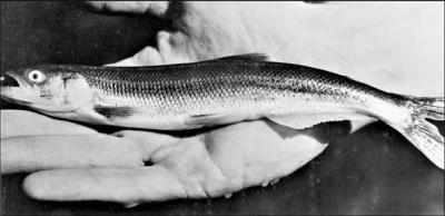 Eulachon, AKA smelt or candlefish, are a small oily silver fish. Troutdale HIstorical Society photo